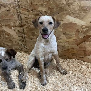 Hilo, Baby Male Cattle Dog