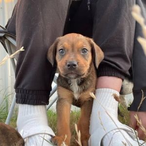Gnocchi is looking for his forever home This little man is 2 months old and working on his puppy sh