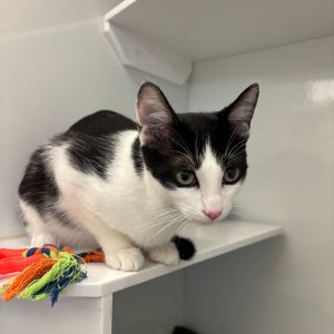 Meet Ant-man a 5-month-old kitten with a heart as big as his name is small He