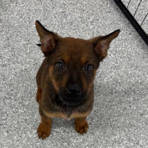 This little 2-month-old bundle of joy Little Bear is part of an adorable litter full of tail-waggi