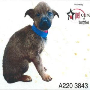 This little 2-month-old bundle of joy Oddball is part of an adorable litter full of tail-wagging 