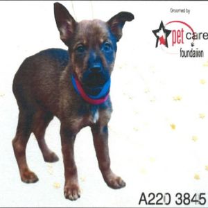 This little 2-month-old bundle of joy Chomper is part of an adorable litter fu