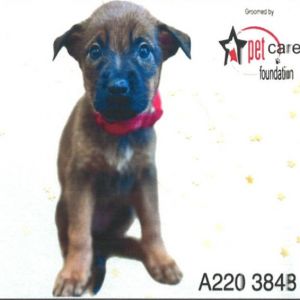 This little 2-month-old bundle of joy Courage is part of an adorable litter full of tail-wagging 