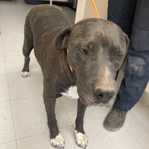 (CCSO) Bonnie, Baby Female Pit Bull Terrier