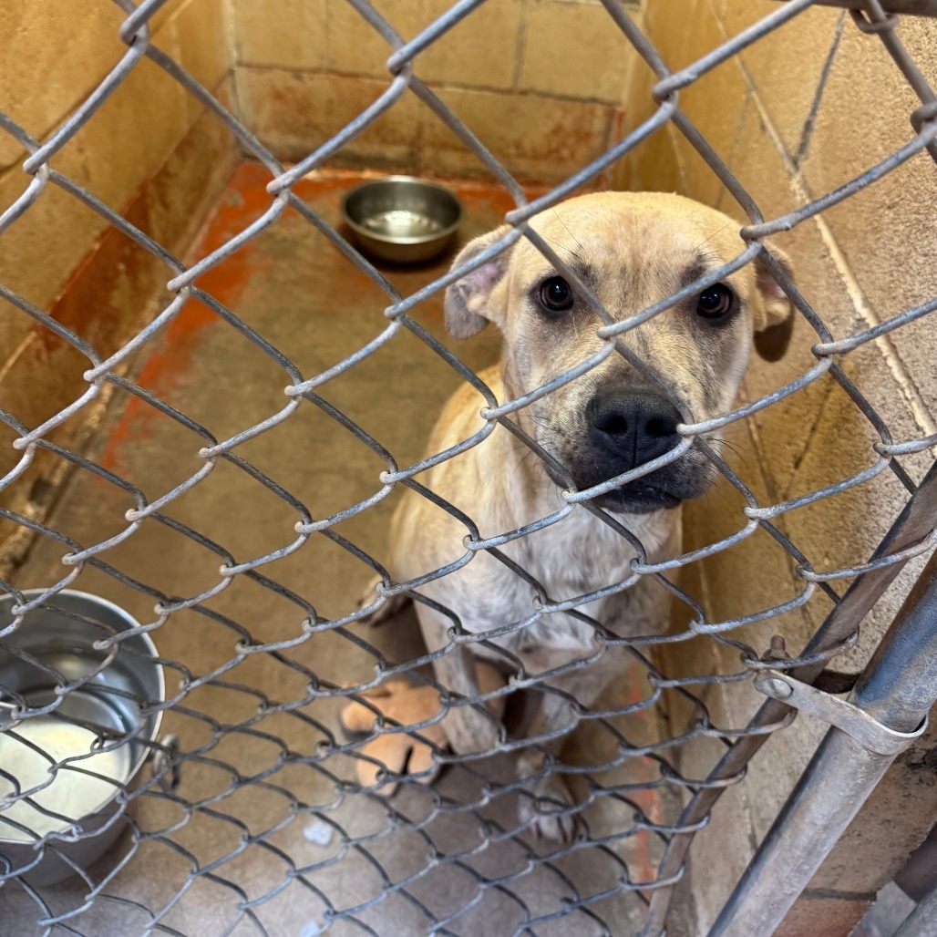 (CCSO)Jean, an adoptable Pit Bull Terrier in Douglas, AZ, 85607 | Photo Image 1