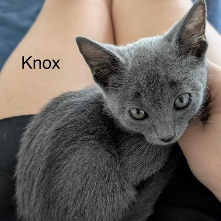Knox