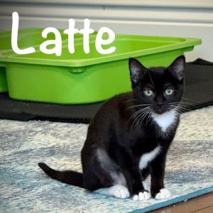 Latte, Baby Female Domestic Short Hair