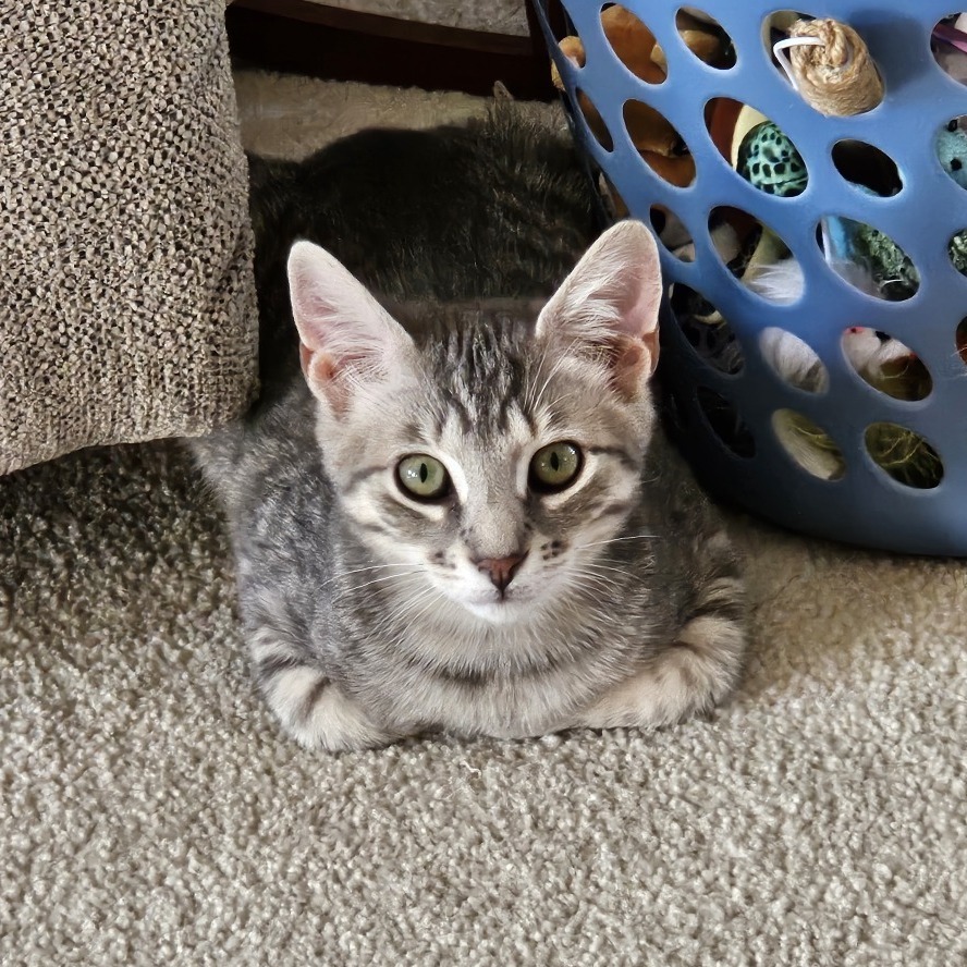 Randall - IN FOSTER
