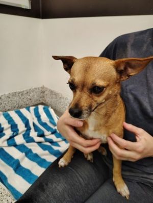 Stimpy-ADOPTED, Adult Female Chihuahua