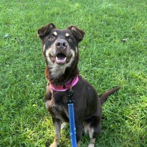 Cypress, Adult Female Mixed Breed