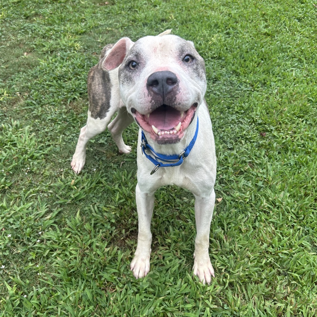 Otis