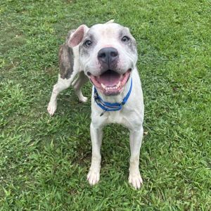 Otis, Adult Male Mixed Breed