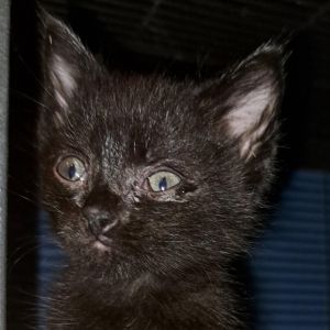 Jade, Baby Female Domestic Short Hair