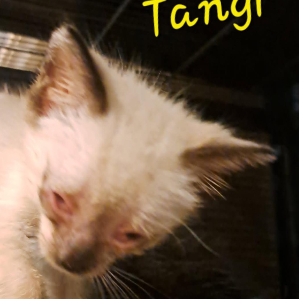 Tangi