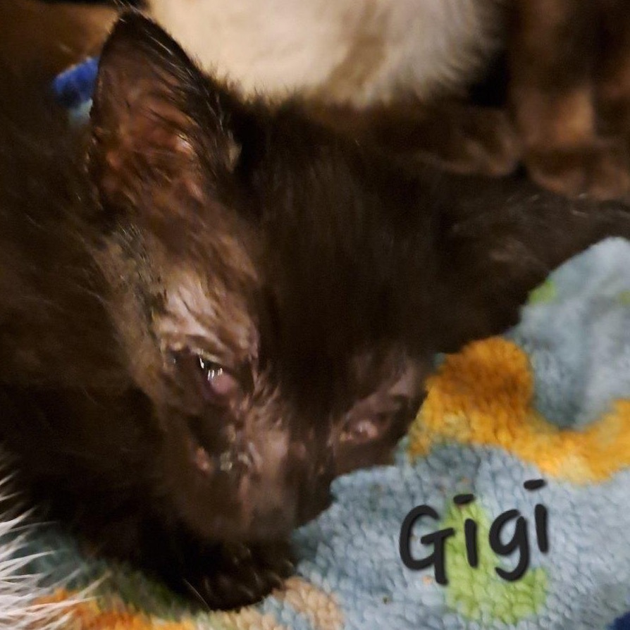 Gigi