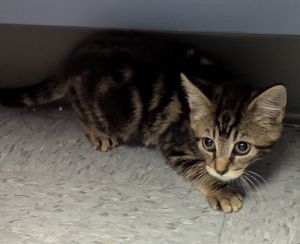 Eleanor, Baby Female Domestic Short Hair