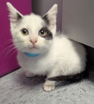 Simon, Baby Male Domestic Short Hair