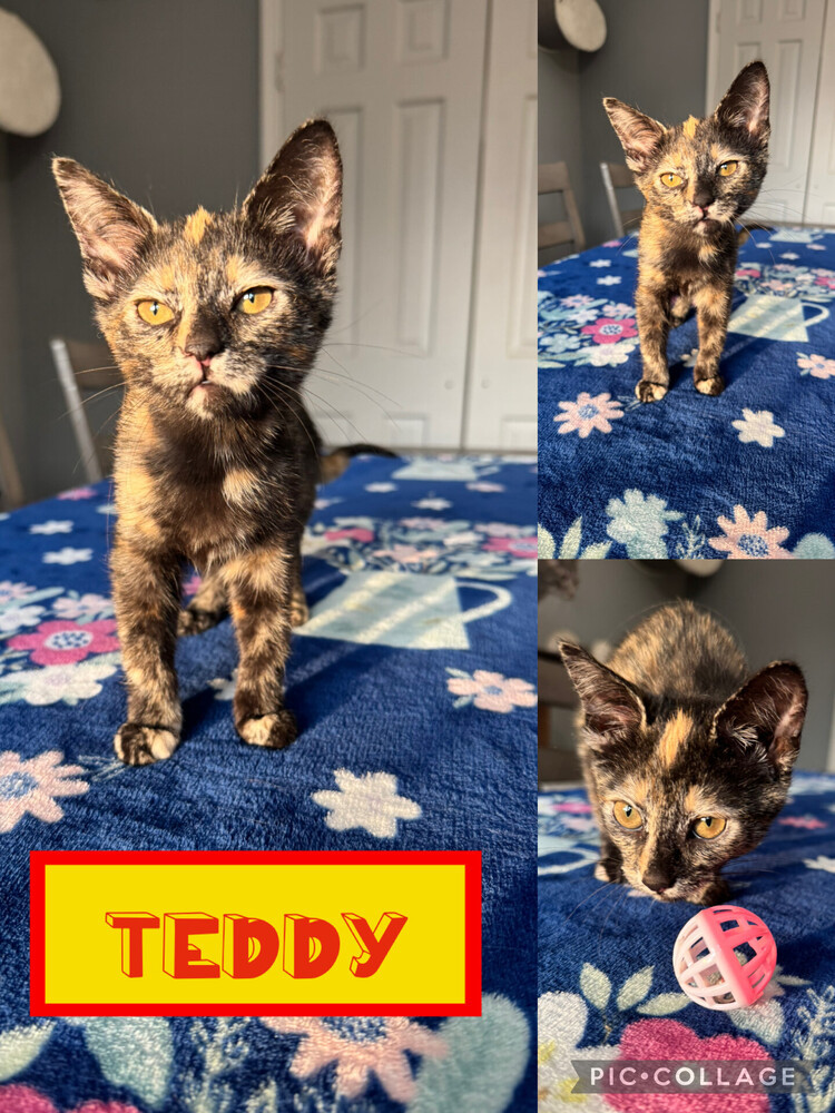 Teddy F