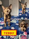 Teddy F photo 1