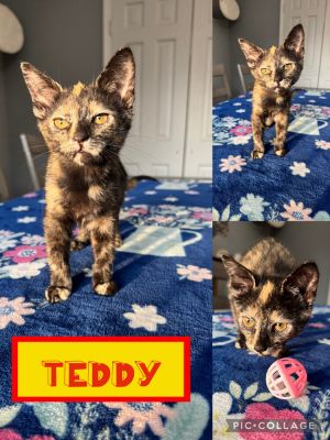 Teddy F, Baby Female Domestic Short Hair