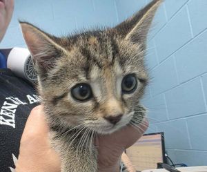 Gosling, Baby Female Domestic Short Hair
