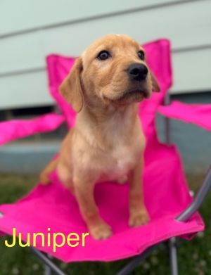 Juniper, Baby Female unknown