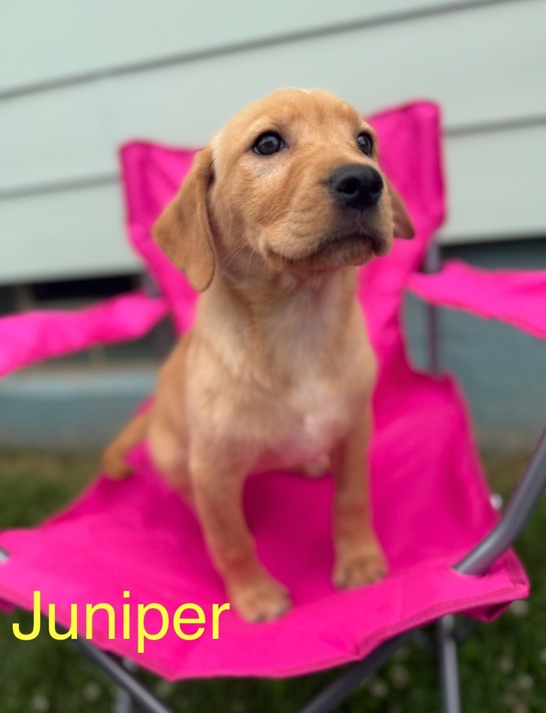 Juniper