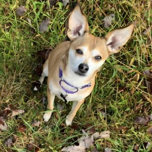 Bandit, Senior Male Chihuahua