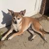 Bandit photo 2