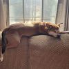 Bandit photo 3