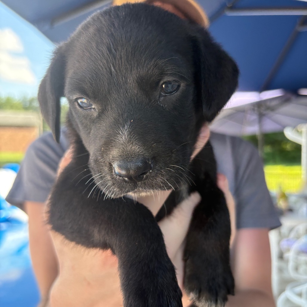 Salt (Spice Litter) *Adoption Pending*