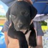 Salt (Spice Litter) *Adoption Pending* photo 1