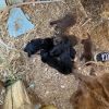 Salt (Spice Litter) *Adoption Pending* photo 2