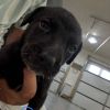 Salt (Spice Litter) *Adoption Pending* photo 3