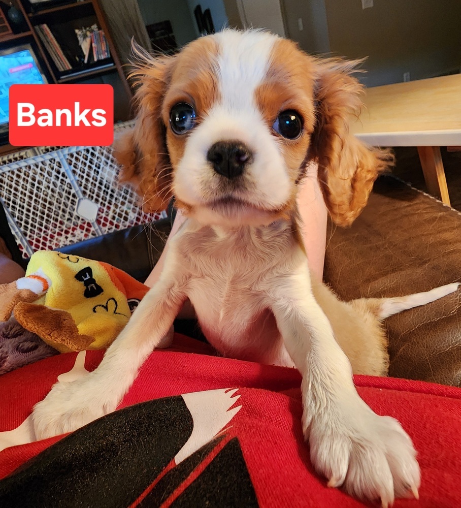 Cavalier- Banks