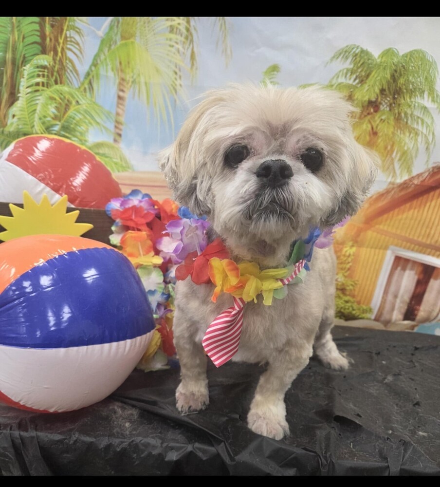 Shih Tzu - Alan