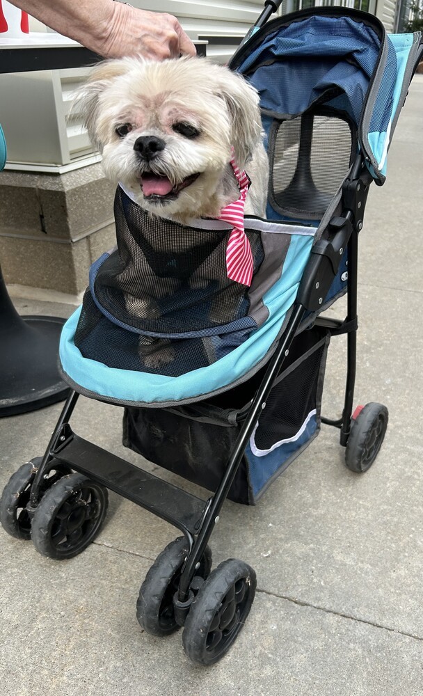 Shih Tzu - Alan