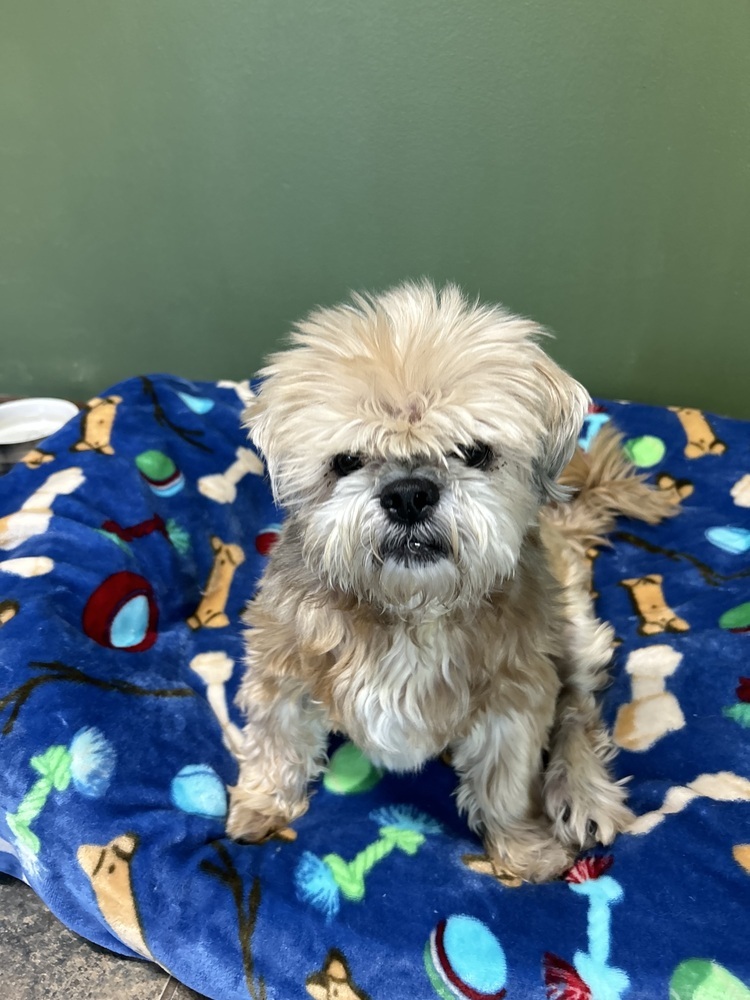 Shih Tzu - Alan