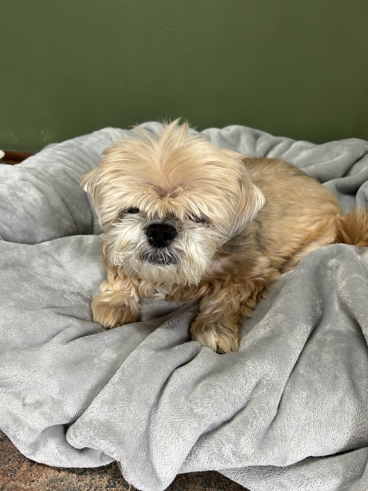 Shih Tzu - Alan