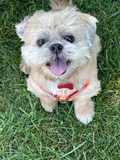 Shih Tzu - Alan