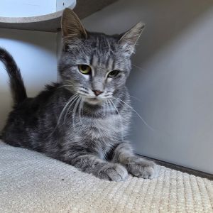 Cauldron, Young Female Domestic Medium Hair