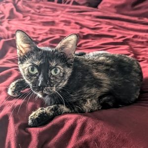 Ember, Adult Female Domestic Medium Hair