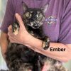 Ember photo 2