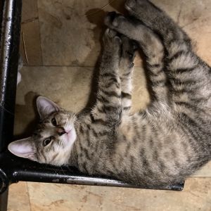 Solo Gibbs-EG Domestic Short Hair Cat