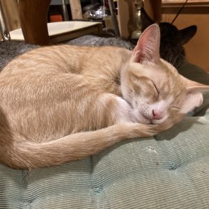 Hoodie Gibbs-EG Domestic Short Hair Cat