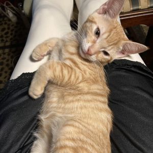 Fauxfoe Gibbs-EG Domestic Short Hair Cat
