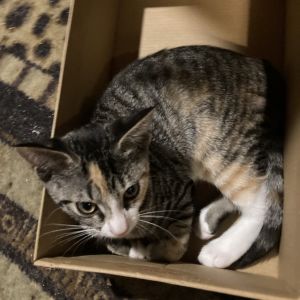 Daniel Gibbs-EG Domestic Short Hair Cat