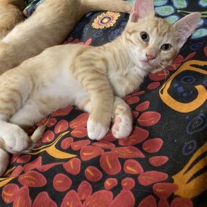Trufoe Gibbs-EG Domestic Short Hair Cat