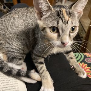 Lefty Gibbs-EG Domestic Short Hair Cat
