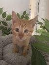 Butterscotch photo 1